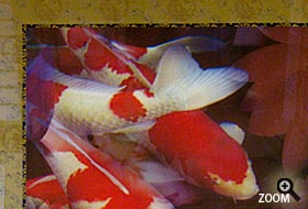NO.3 赤紫鯉